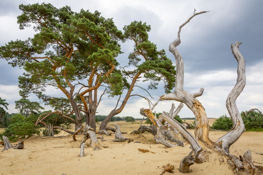 Landscape with trees at Hoge Veluwe national park, Netherlands