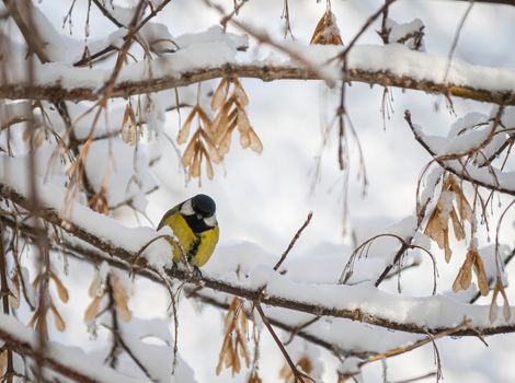 Titmouse on a snowy winter day sitting on a tree branch.