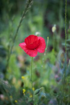 Red poppy flower on a summer day.