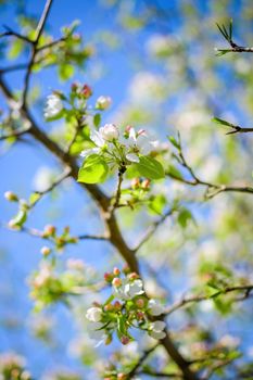 Branch of a blossoming apple tree in white flowers against the sky