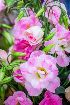 Bright beautiful multi-color floral arrangement of Eustoma flowers close-up.