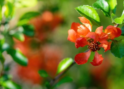 Blooming Japanese quince with bright flowers outdoors in spring day close up