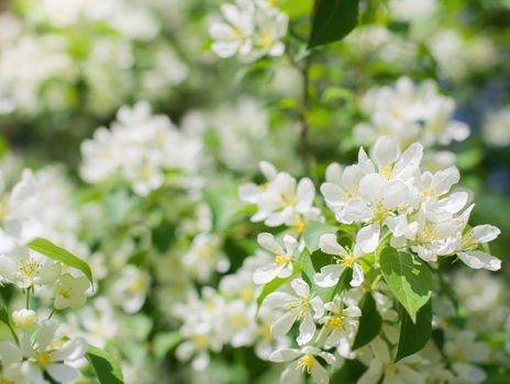 Branch of a blossoming apple tree in white flowers against the sky