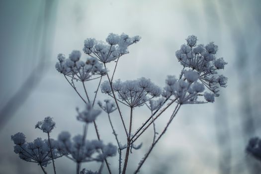 Dry plant covered with snow on a frosty winter day in the outdoor.