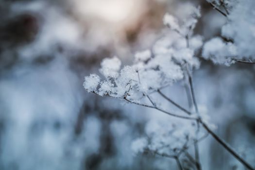 Dry plant covered with snow on a frosty winter day in the outdoor.