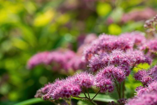 Blooming pink spirea on a spring day close-up outdoors.