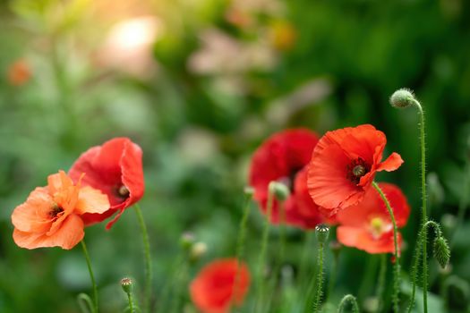 Red poppy flower closeup in summer in the garden.