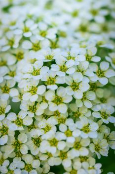 Blooming spirea on a spring day close-up outdoors.