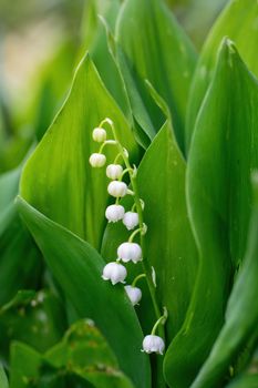 Spring flower lily of the valley close-up on a green blurred background.