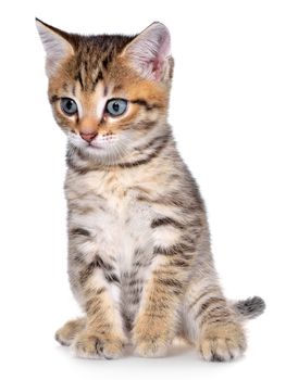 Shorthair brindled kitten on a white background.