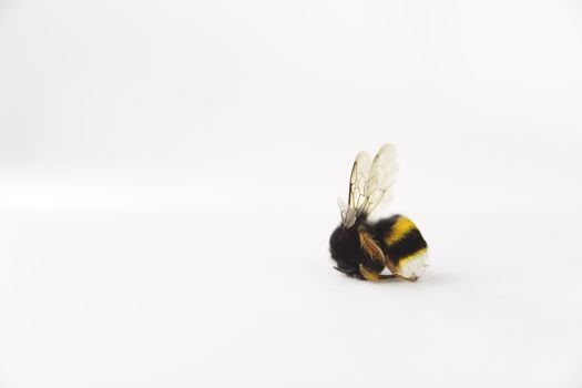 Nature alert concept: close up of isolated bumble bee (Bombus) dead in selective focus on white background