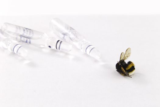 Nature alert concept: close up of bumblebee (Bombus) dead in selective focus on white background with medicines symbolizing pesticides