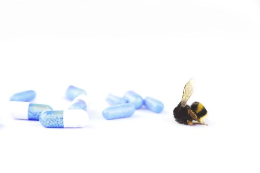 Nature alert concept: close up of bumblebee (Bombus) dead in selective focus on white background with medicines symbolizing pesticides