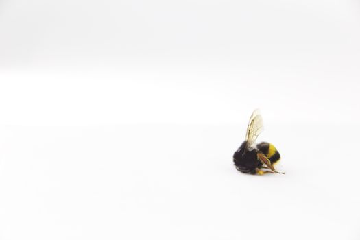 Nature alert concept: close up of isolated bumble bee (Bombus) dead in selective focus on white background