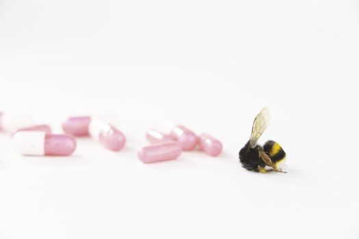 Nature alert concept: close up of bumblebee (Bombus) dead in selective focus on white background with medicines symbolizing pesticides