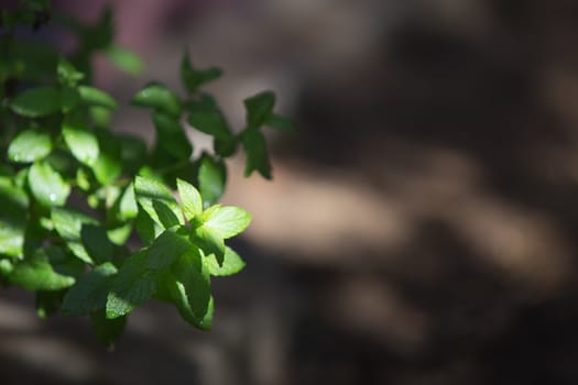 Mint plants photographed in the morning light in selective focus with dew drops on the leaves