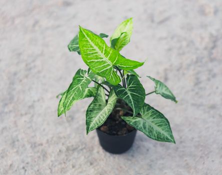 Fresh green arrowhead vine plant (Syngonium podophyllum) in black pot