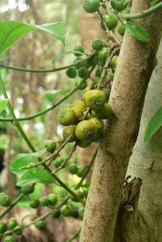 Is a medicinal plant of Thai wild figs.
