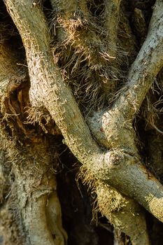 The magic of the ivy roots on a tree trunk