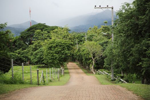 Forest road in Chiangmai Thailand