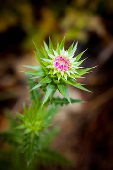 Beautiful partially opened thistle flower (Carduus nutans) in the Italian country side