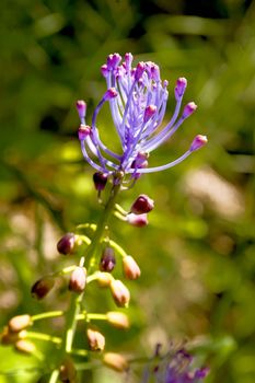 A violet Tassel Hyacinth flower (Leopoldia Comosa) in an italian meadow under the warm spring sun