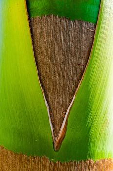 Detail of the texture of an exotic tropical palm tree