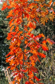 Red leaves in the forest during a clean autumn day