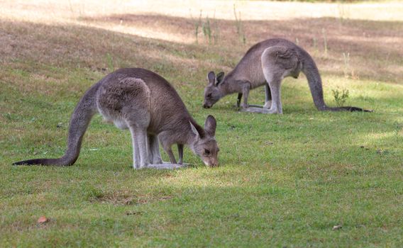 Kangaroos eating the green grass of a bush land clearing during the late afternoon