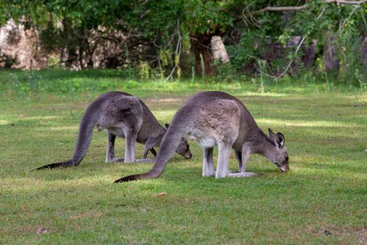 Two kangaroos eating green grass in the afternoon