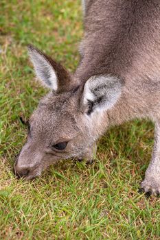 Australian juvenile kangaroo eating green grass