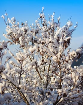 cold winter scene with trees and snow