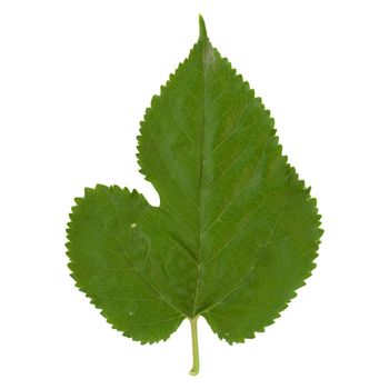 white mulberry tree (scientific name Morus alba) leaf isolated over white background