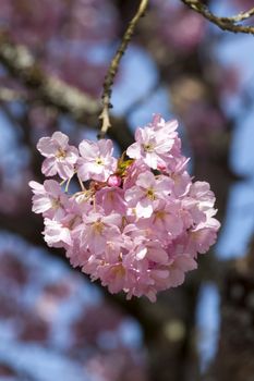 Prunus a pink flower blossom shrub or small tree