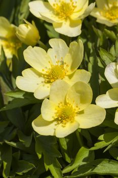 Anemone x Lipsiensis a yellow spring flowering plant