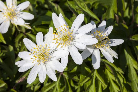 Anemone nemorosa 'Monstrosa' a white spring flowering plant commonly known as wood anemone or windflower