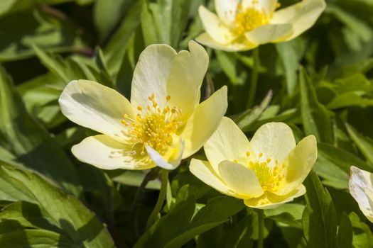 Anemone x Lipsiensis a yellow spring flowering plant