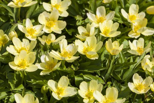 Anemone x Lipsiensis a yellow spring flowering plant