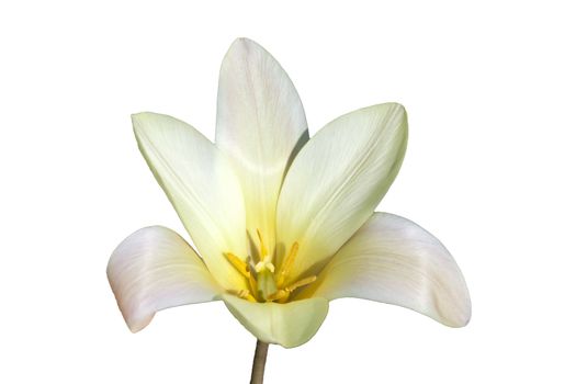 Tulip clusiana 'Tinka' a spring flowering bulb plant cut out and isolated on a white background