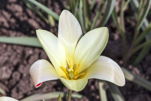 Tulip clusiana 'Tinka' a spring flowering bulb plant