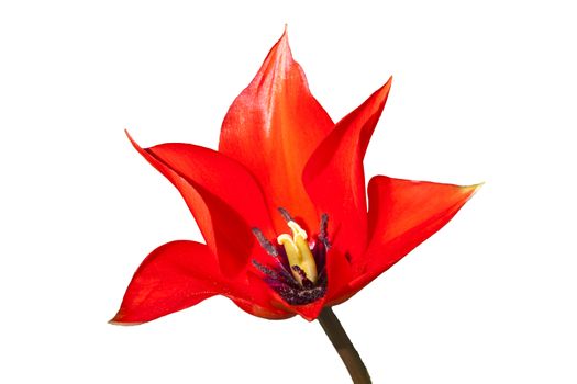 Tulip Linifolia a red spring flowering bulb plant cut out and isolated on a white background