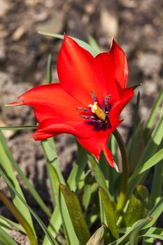 Tulip Linifolia a red spring flowering bulb plant