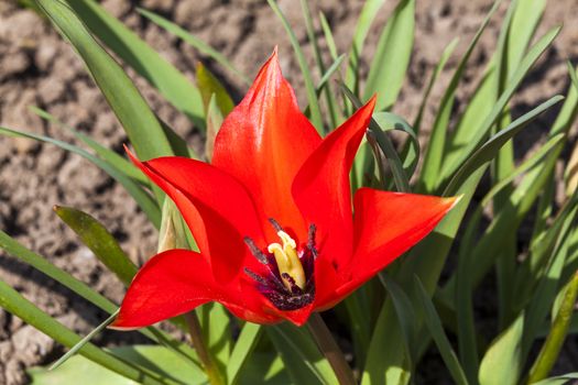 Tulip Linifolia a red spring flowering bulb plant