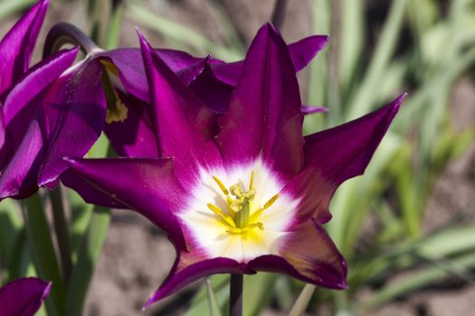 Tulip 'Yume no Murasaki' (Purple Dream) a purple spring flowering bulb plant