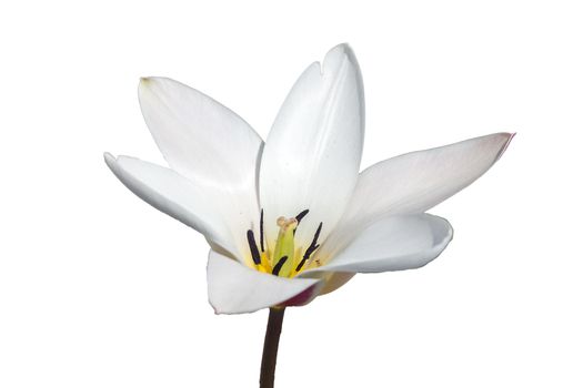 Tulip 'Lady Jane' a spring flowering bulb plant cut out and isolated on a white background