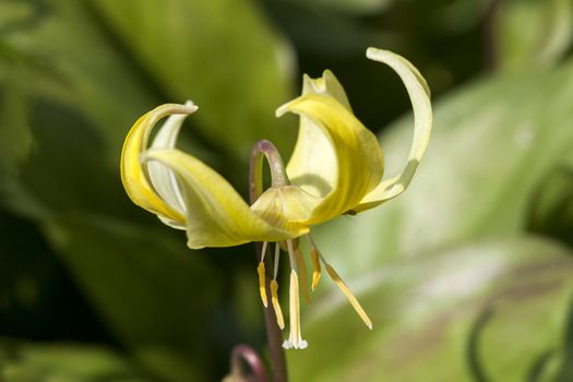 Erythronium 'Kondo' a spring flowering bulb plant commonly known as  Californian fawn lily