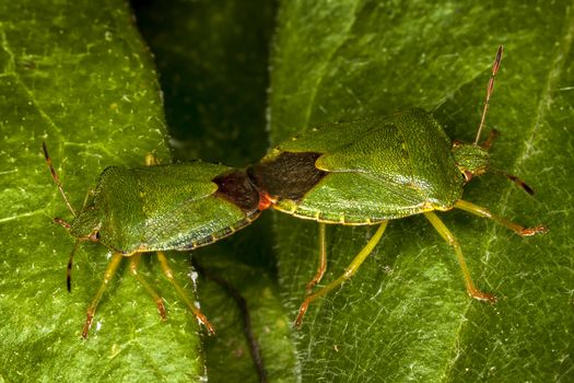 Green Shield Bug (Palomena prasina) mating which are often called green stink bug