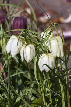 Fritillaria meleagris alba commonly known as snake's head fritillary a common spring flowering bulb plant