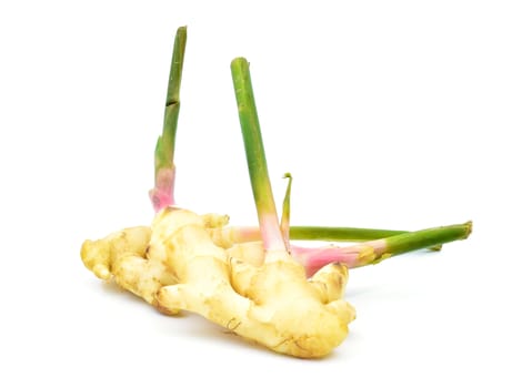 Fresh galangal on a white background