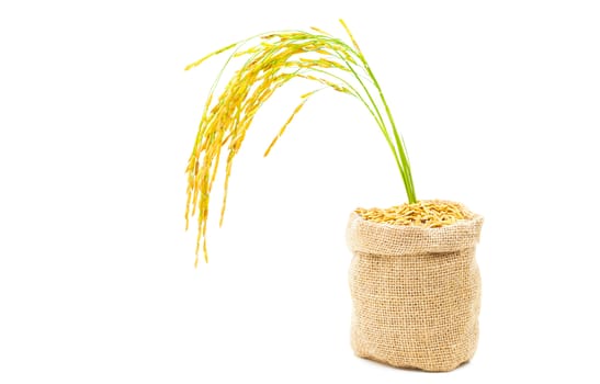 Rice of paddy Golden yellow in a sack on a white background